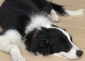 5 aylık b scrli dişi border collie